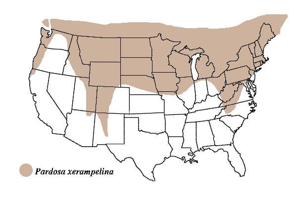 Myth All Spider Species Live Everywhere Burke Museum myth-all-spider-species-live-everywhere-burke-museum